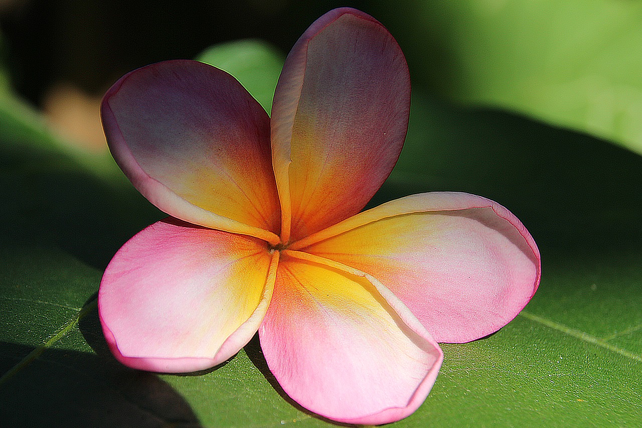 plumeria flower yellow free photo