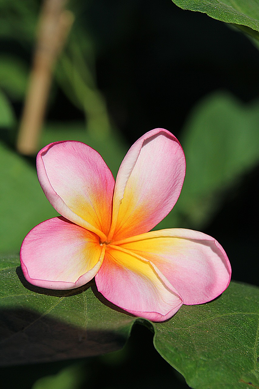 plumeria flower yellow free photo