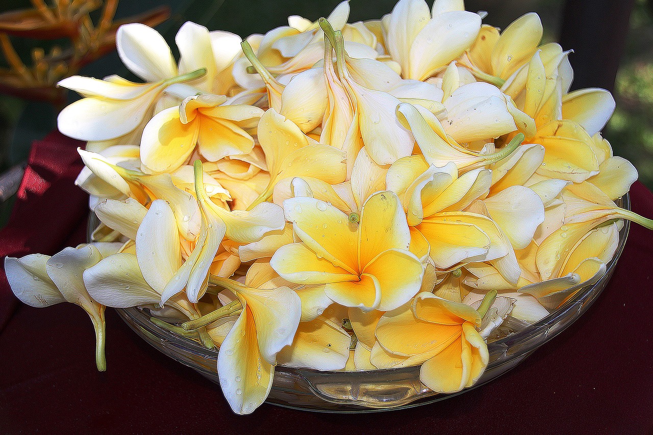 plumeria flower yellow free photo