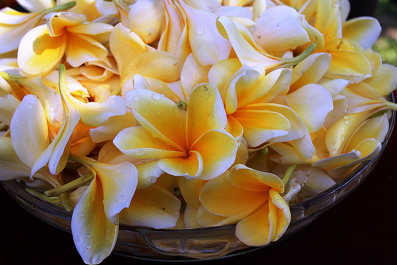 Download free photo of Plumeria,flower,yellow,light,colors - from ...