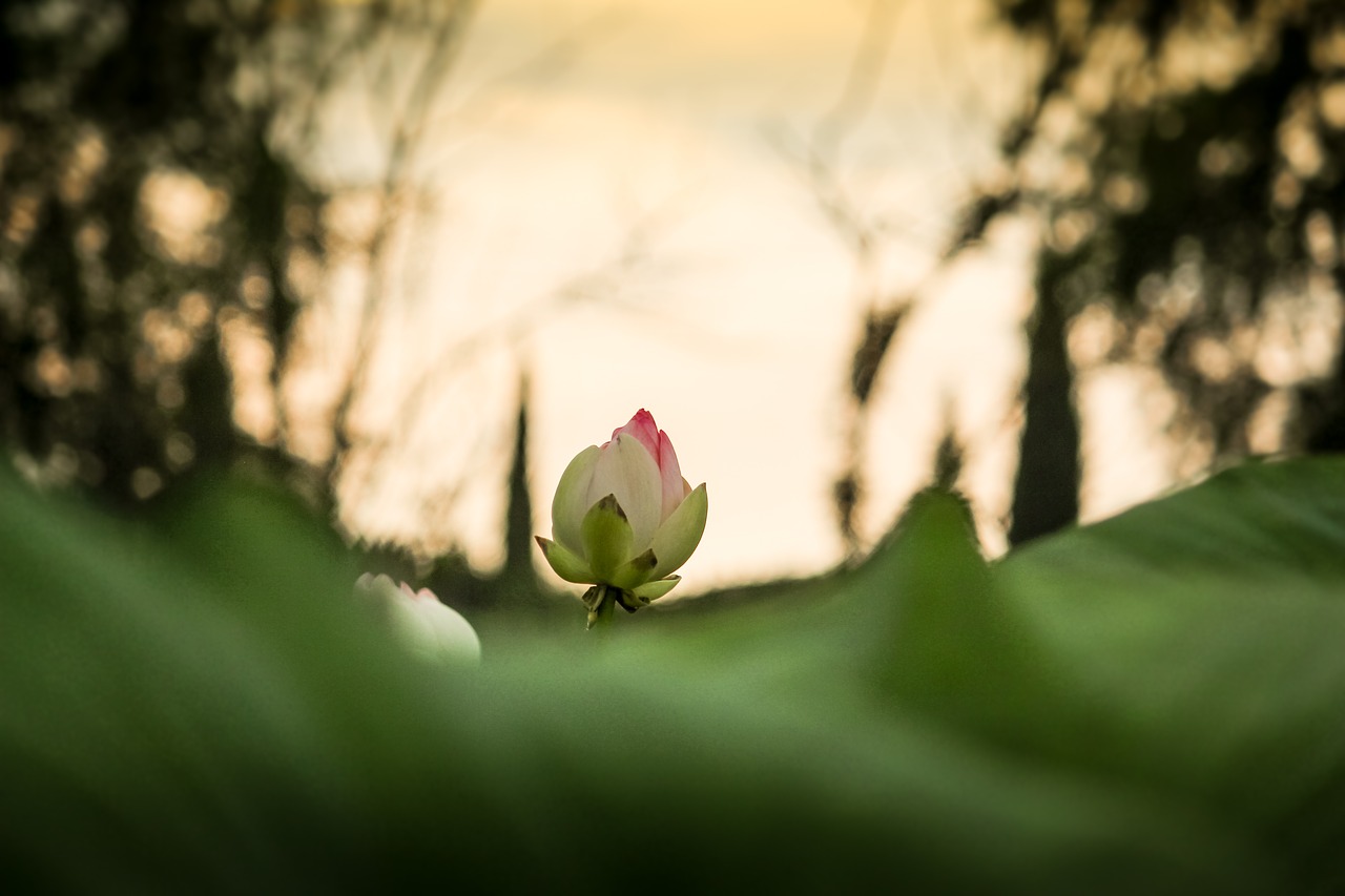 lotus sunset flower free photo