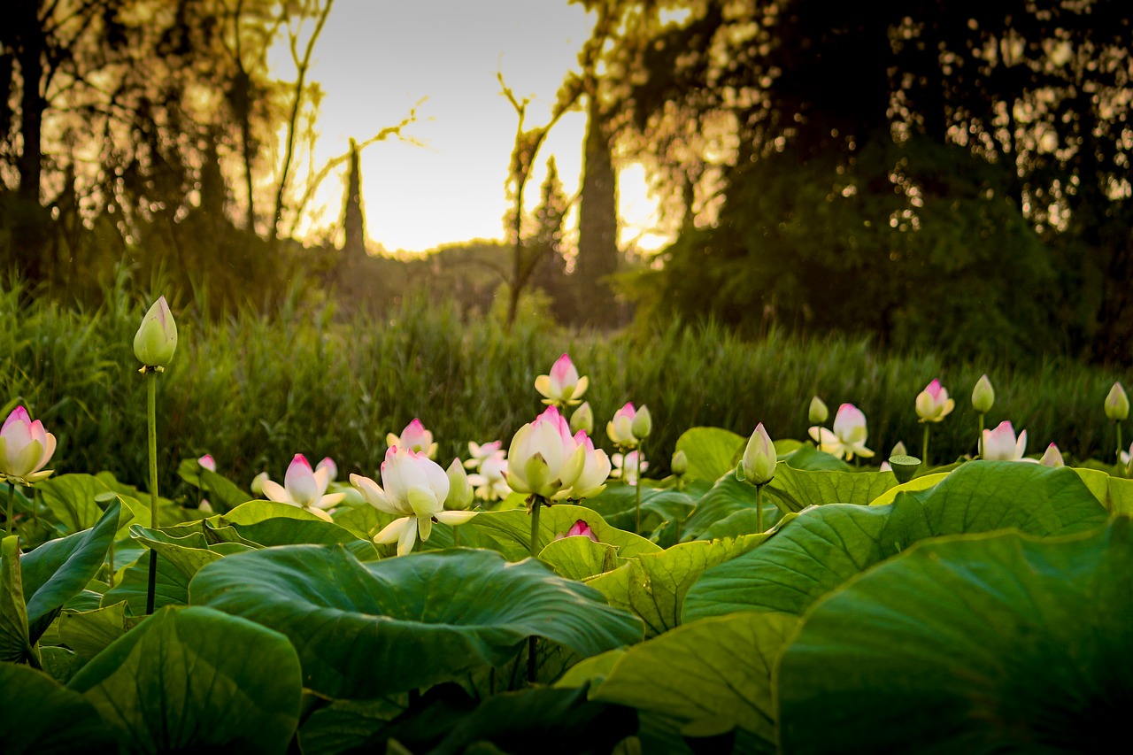 lotus sunset flower free photo