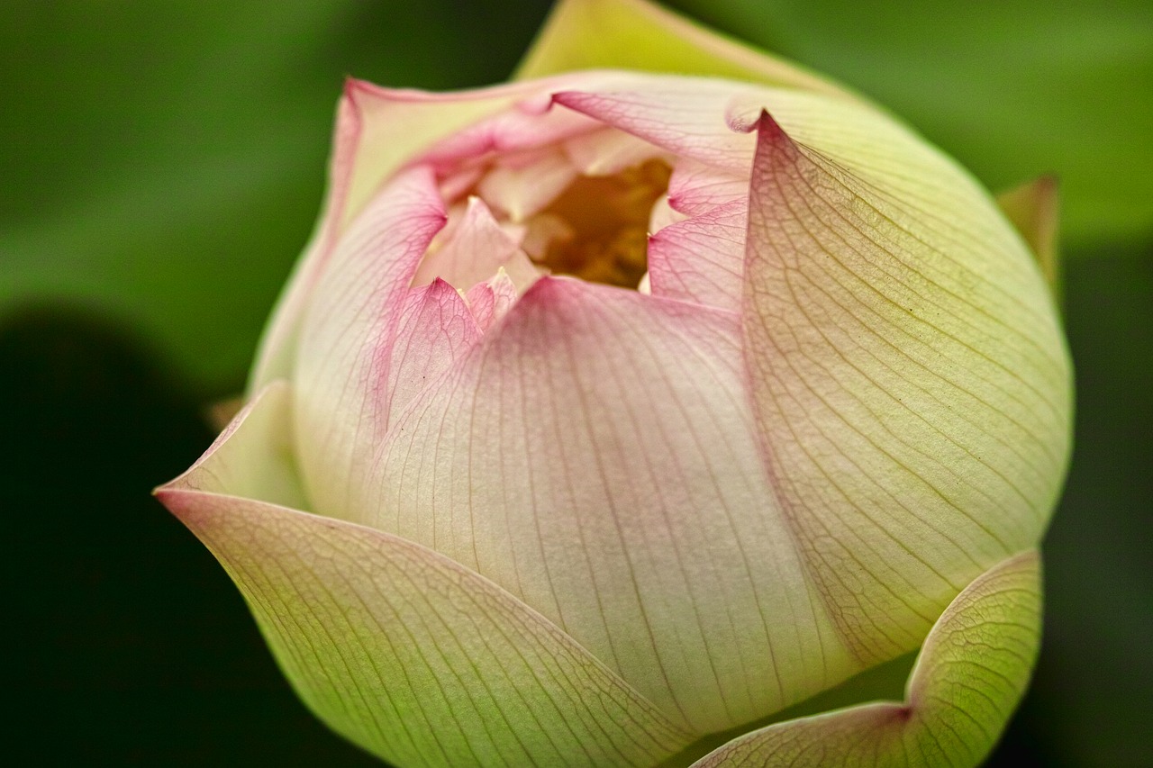 lotus flowering plant free photo