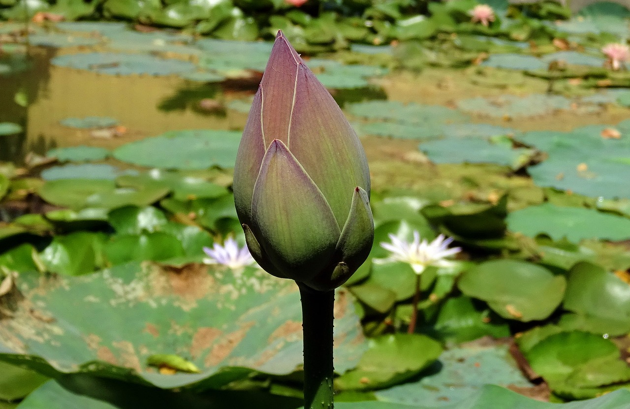 lotus bud pink free photo
