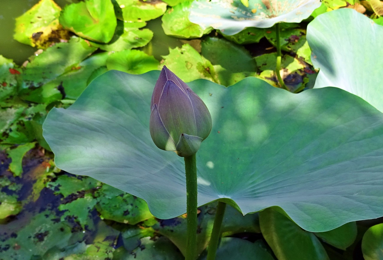 lotus bud pink free photo