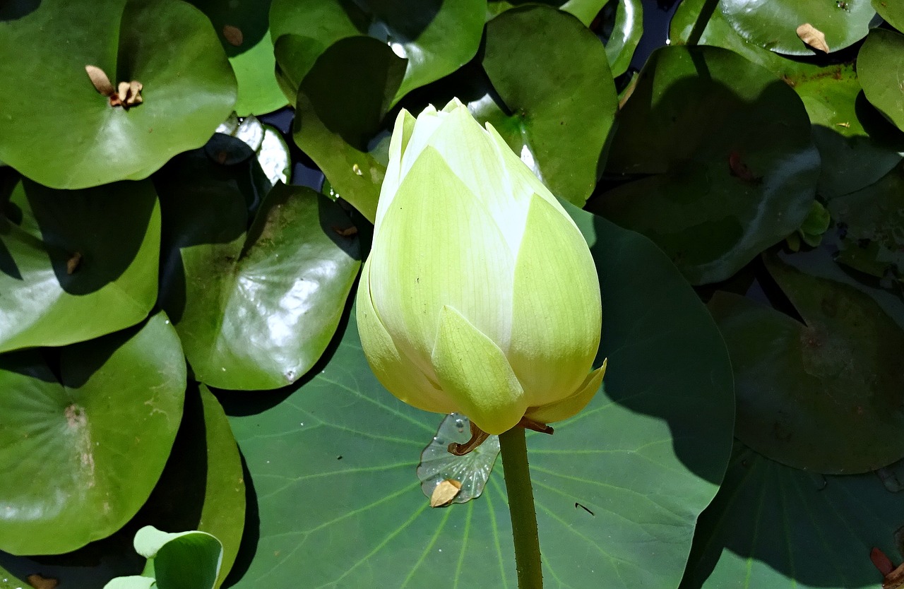 lotus bud white free photo