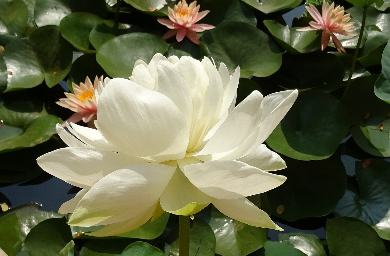 lotus flower nelumbo nucifera free photo