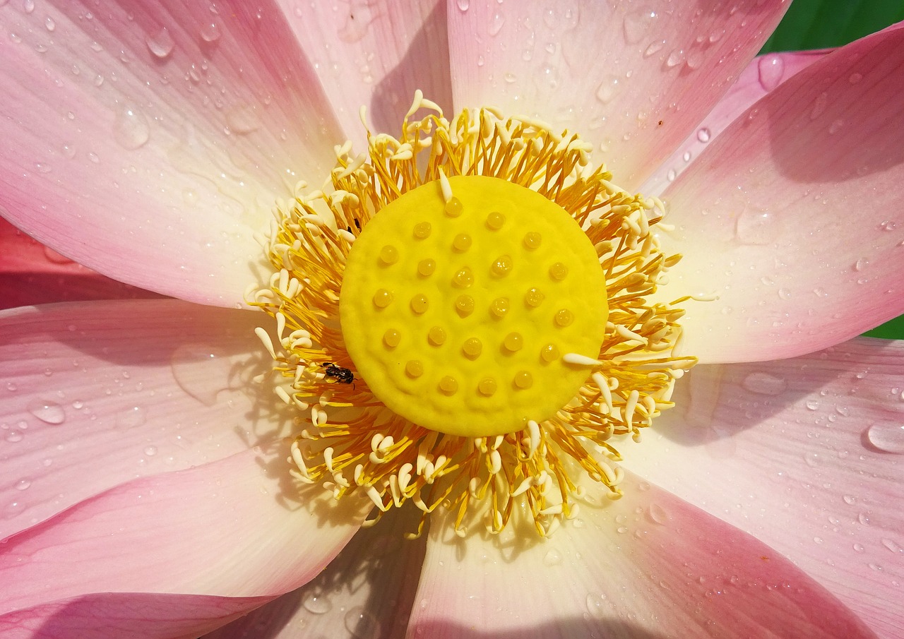 lotus flower pink free photo