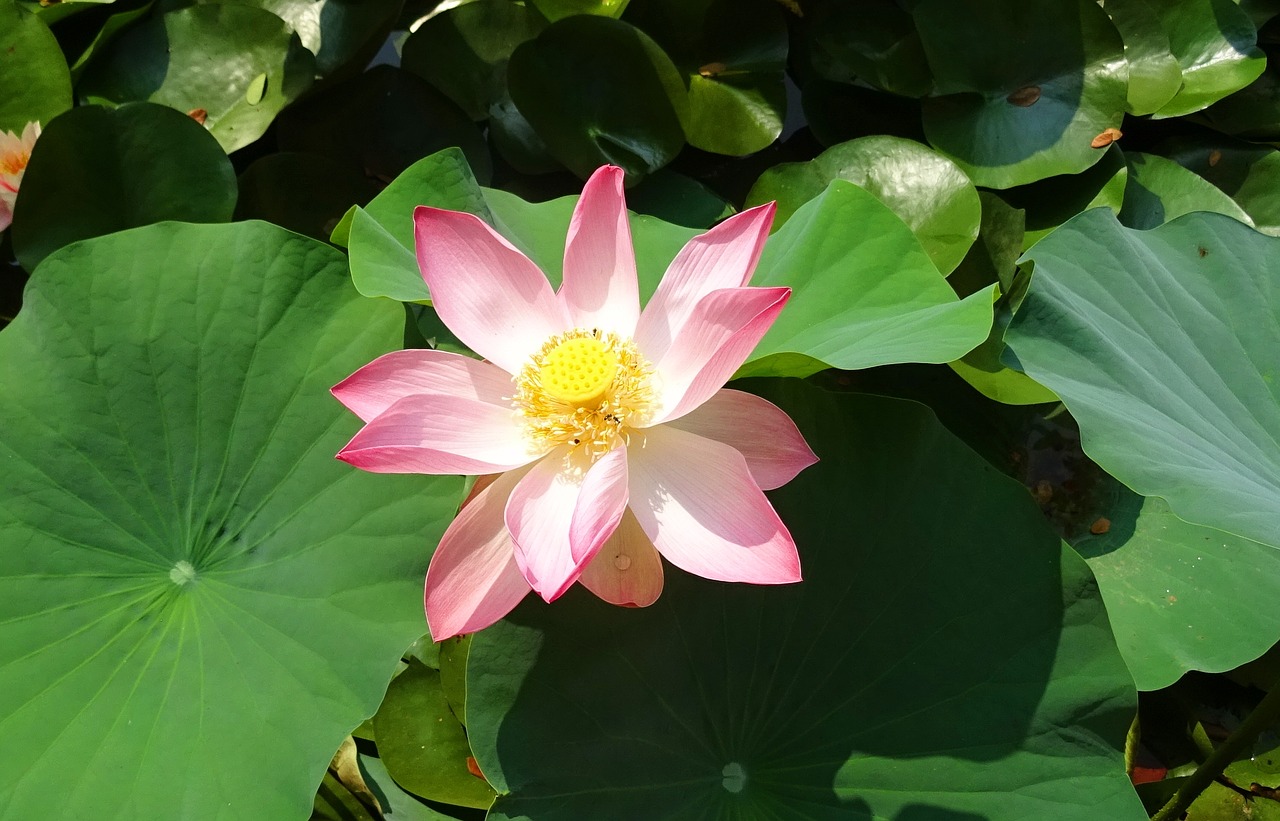 lotus flower pink free photo