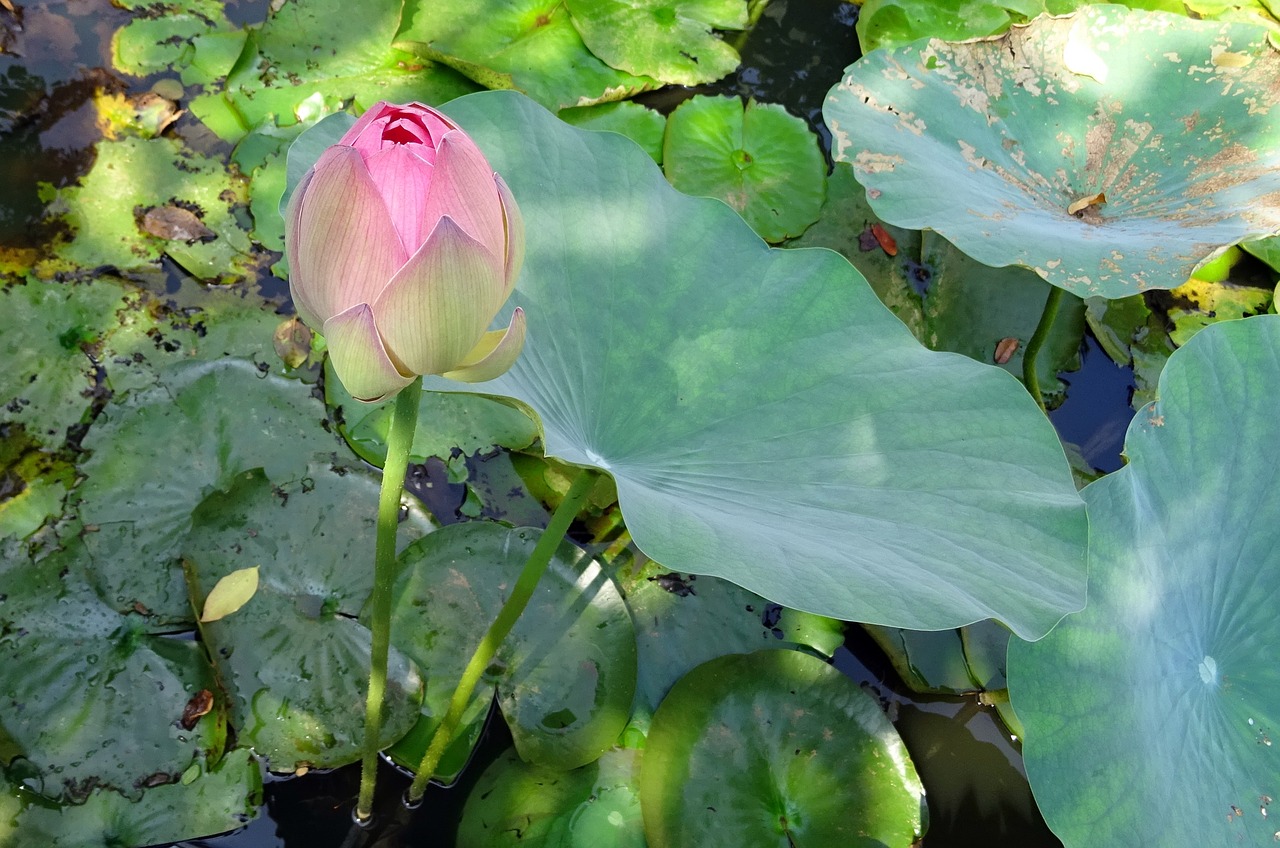 lotus flower pink free photo