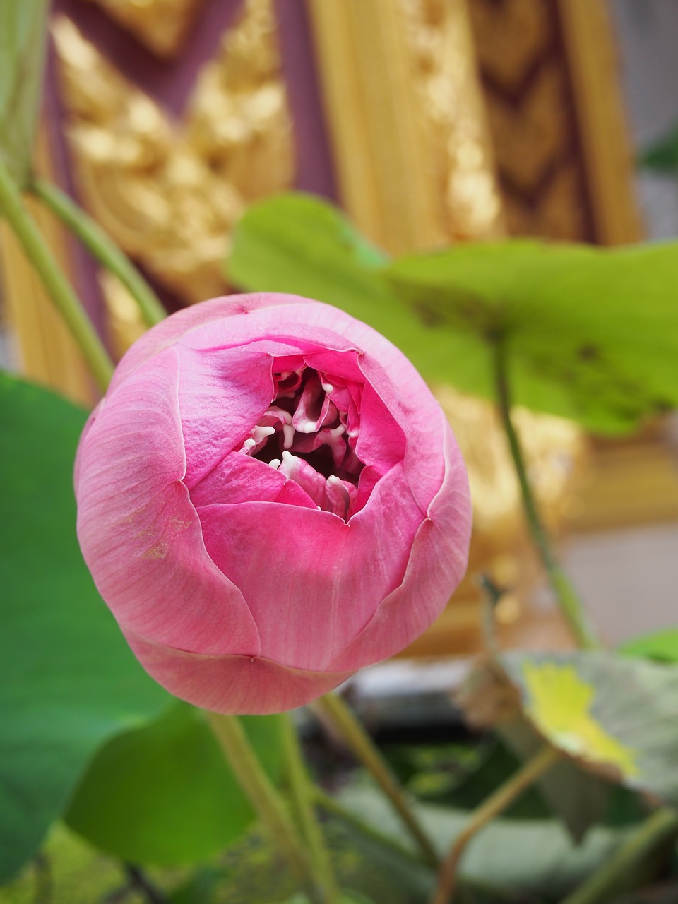 lotus flower lotus flower free photo