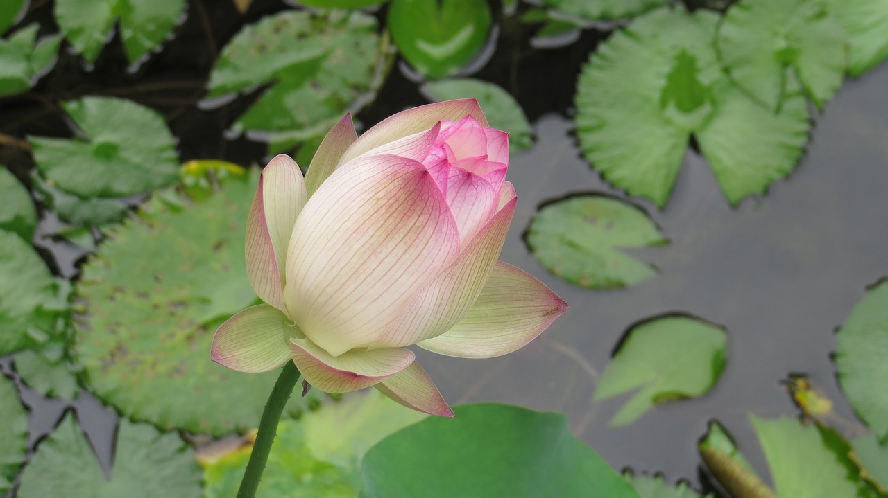 lotus ecology pond free photo