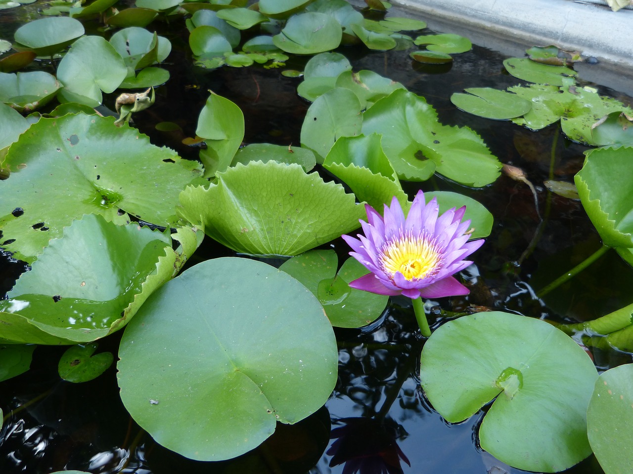 lotus viet nam flower free photo