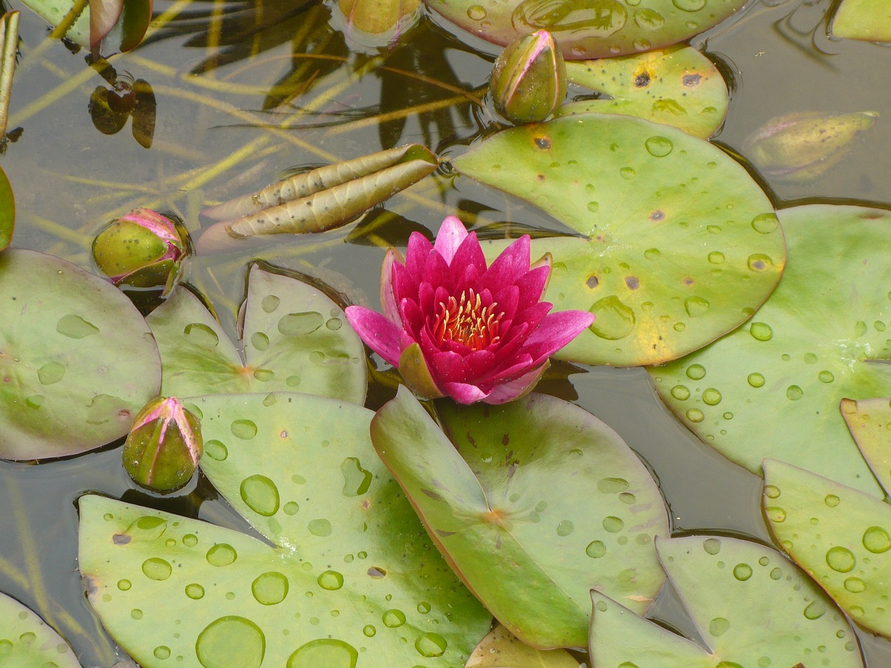 lotus flower plant free photo