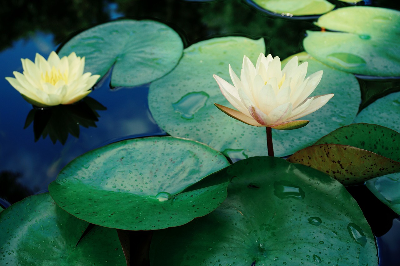 lotus pond lotus leaf free photo