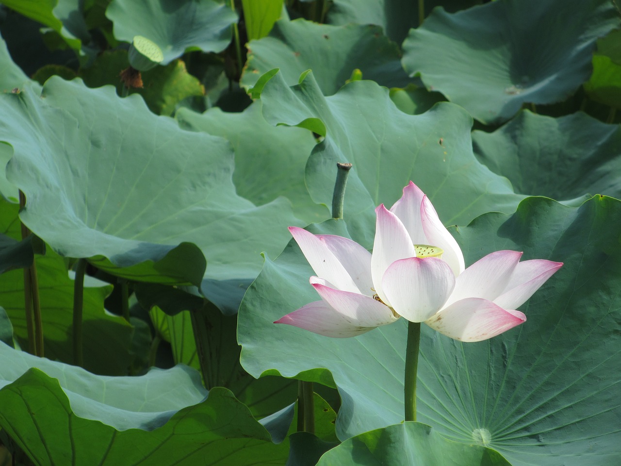 lotus lotus leaf plant free photo