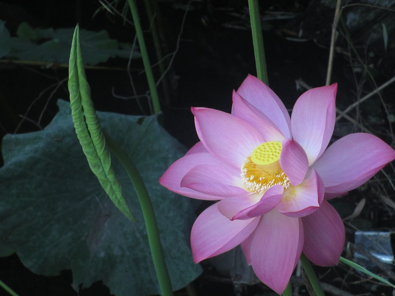 lotus lotus leaf plant free photo