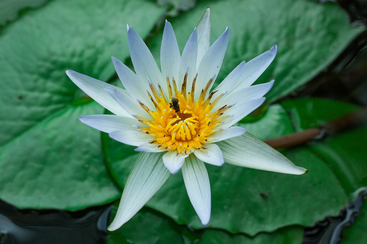 lotus flowers lotus leaf free photo