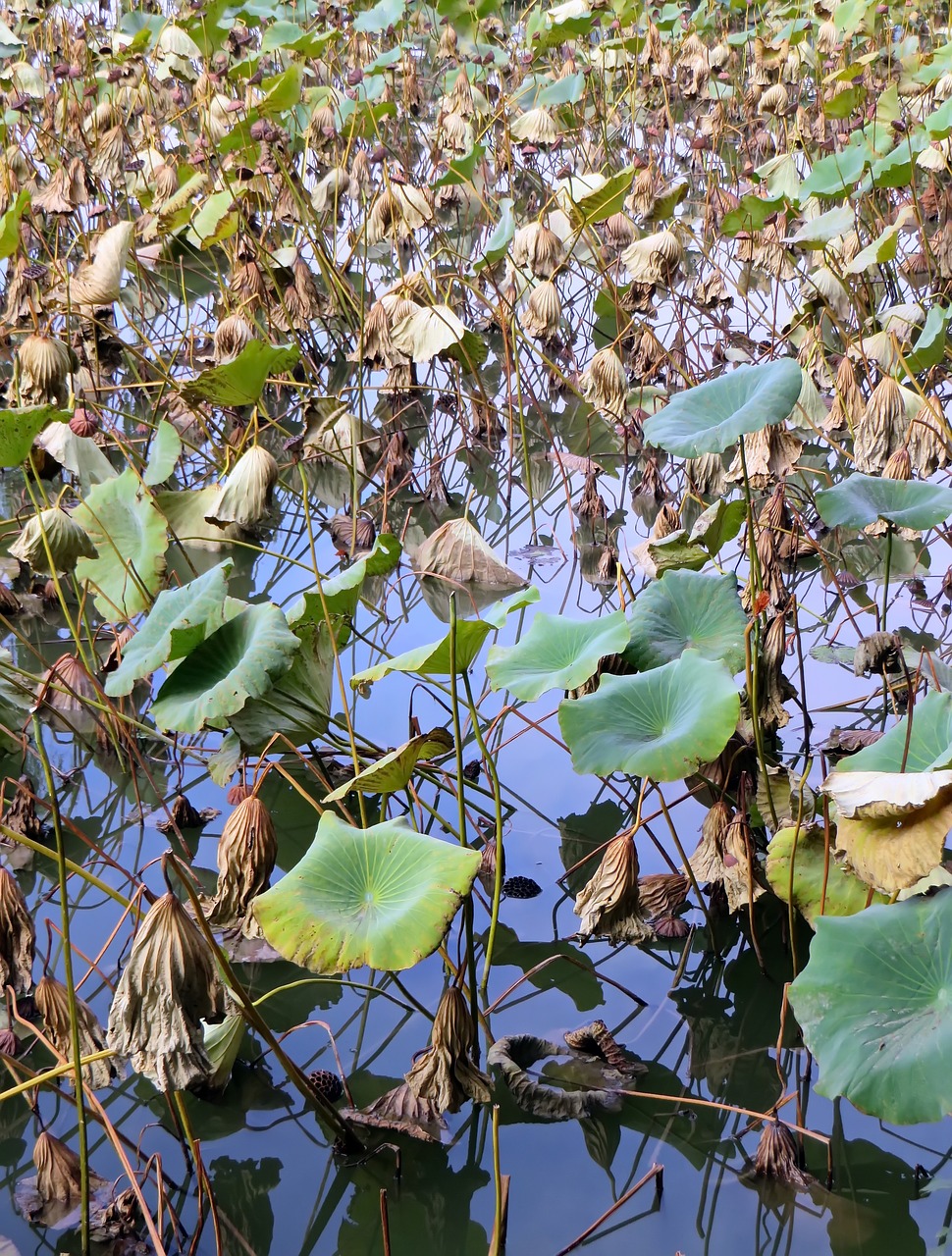 lotus plants aquatic free photo