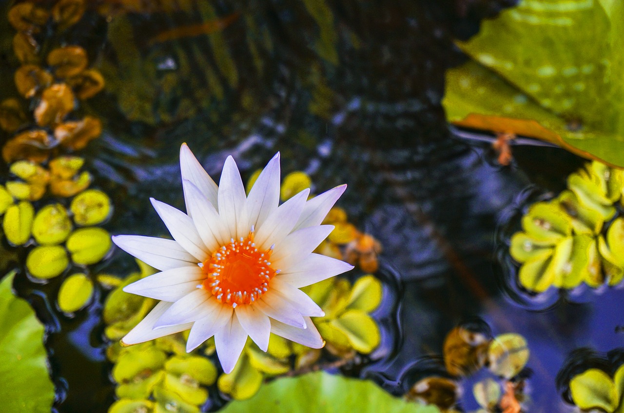 lotus lotus on pond water lily free photo
