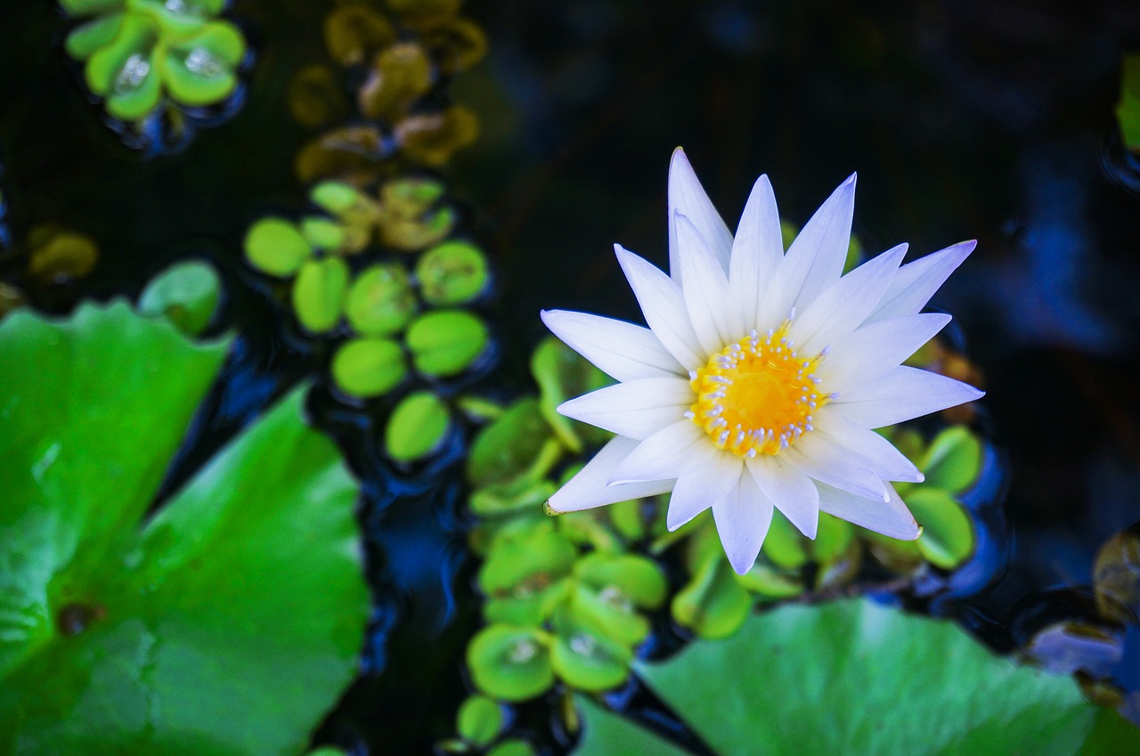 lotus lotus on pond water lily free photo