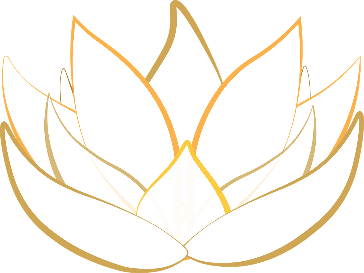 lotus transparent blossom free photo