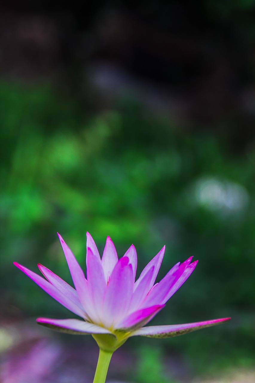 lotus lotus portrait waterlily free photo