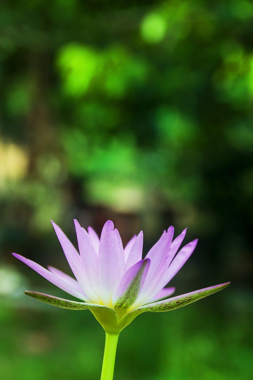 lotus lotus portrait waterlily free photo