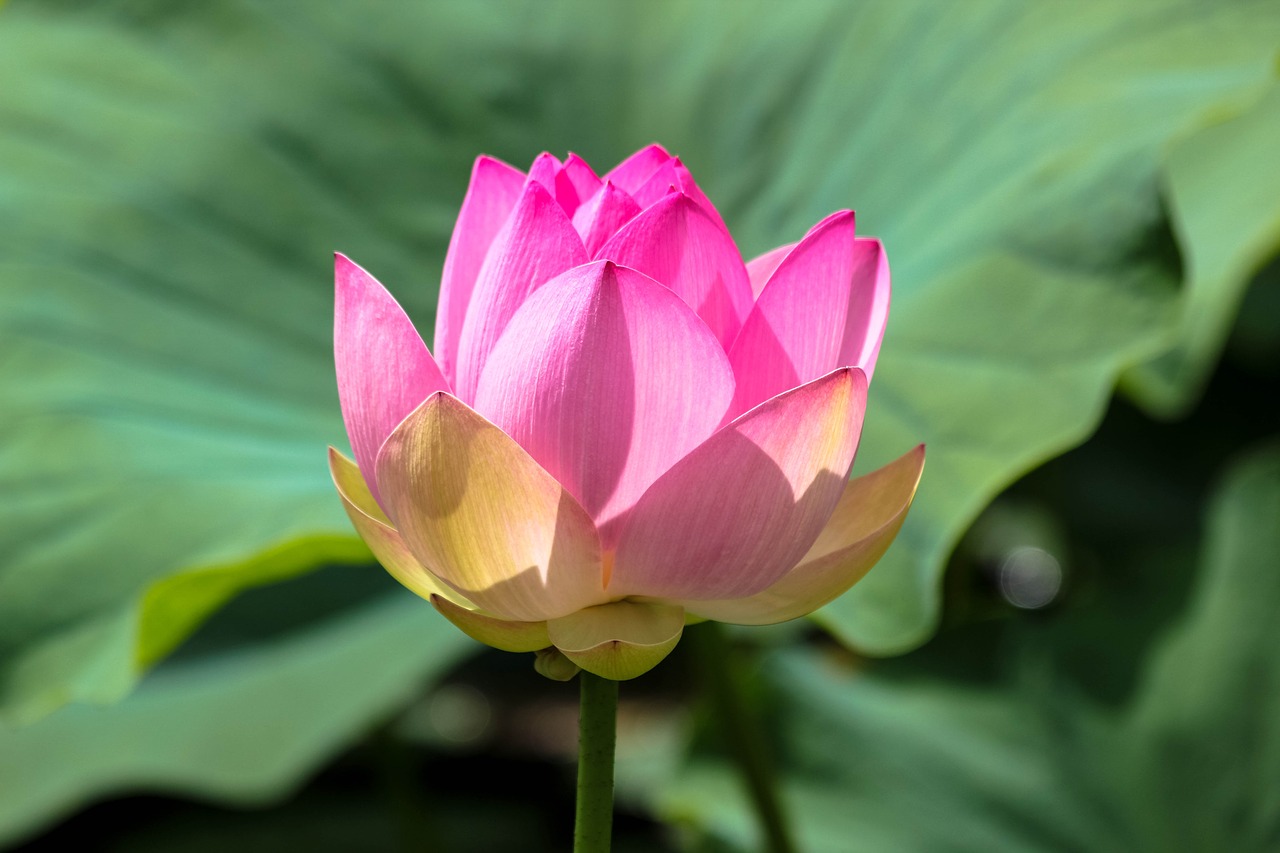 lotus fire frumustete free photo