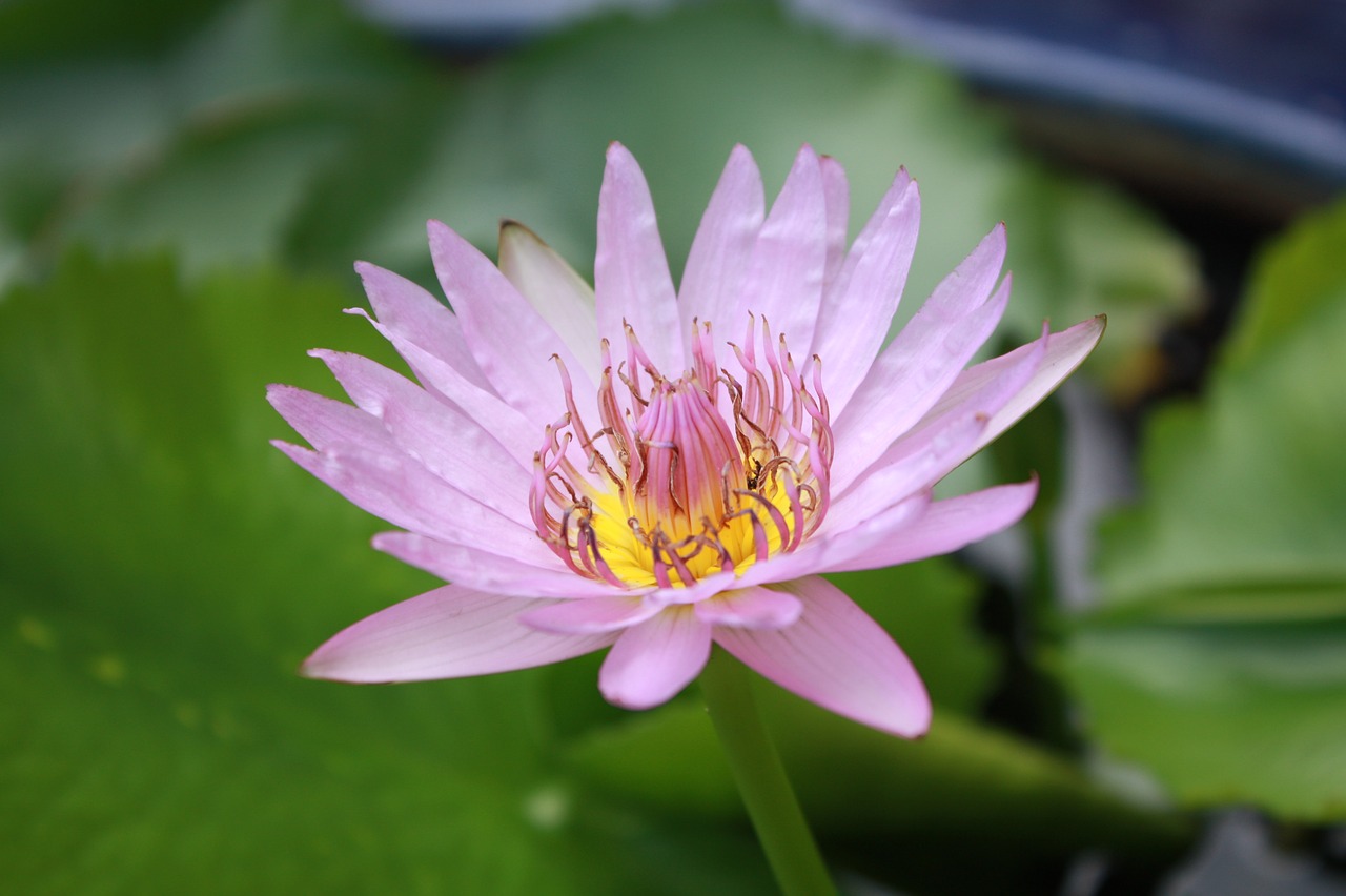 lotus nature flower free photo