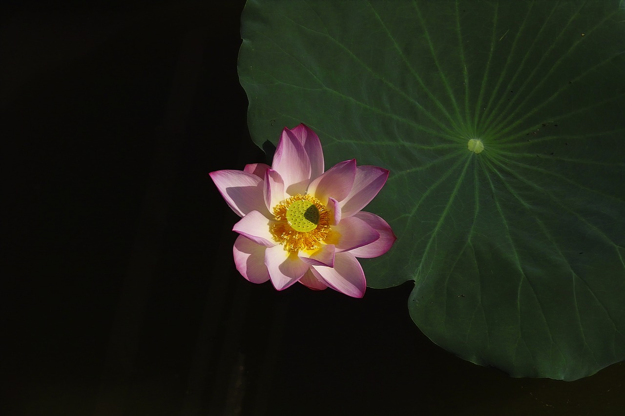 lotus lotus leaf be quiet free photo