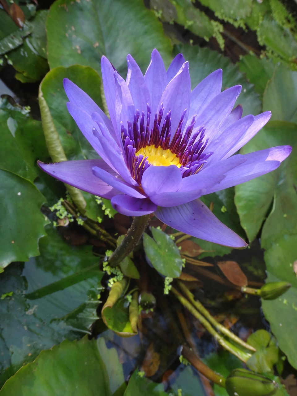 lotus purple nymphaea alba nymphaea alba free photo