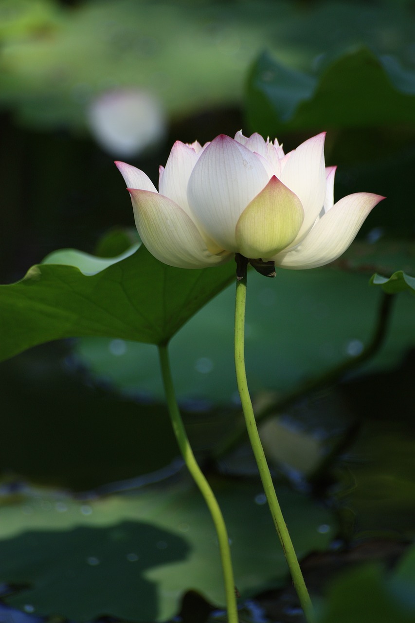 lotus white buddhism free photo