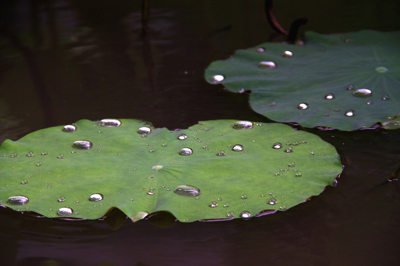 lotus leaf droplets free photo