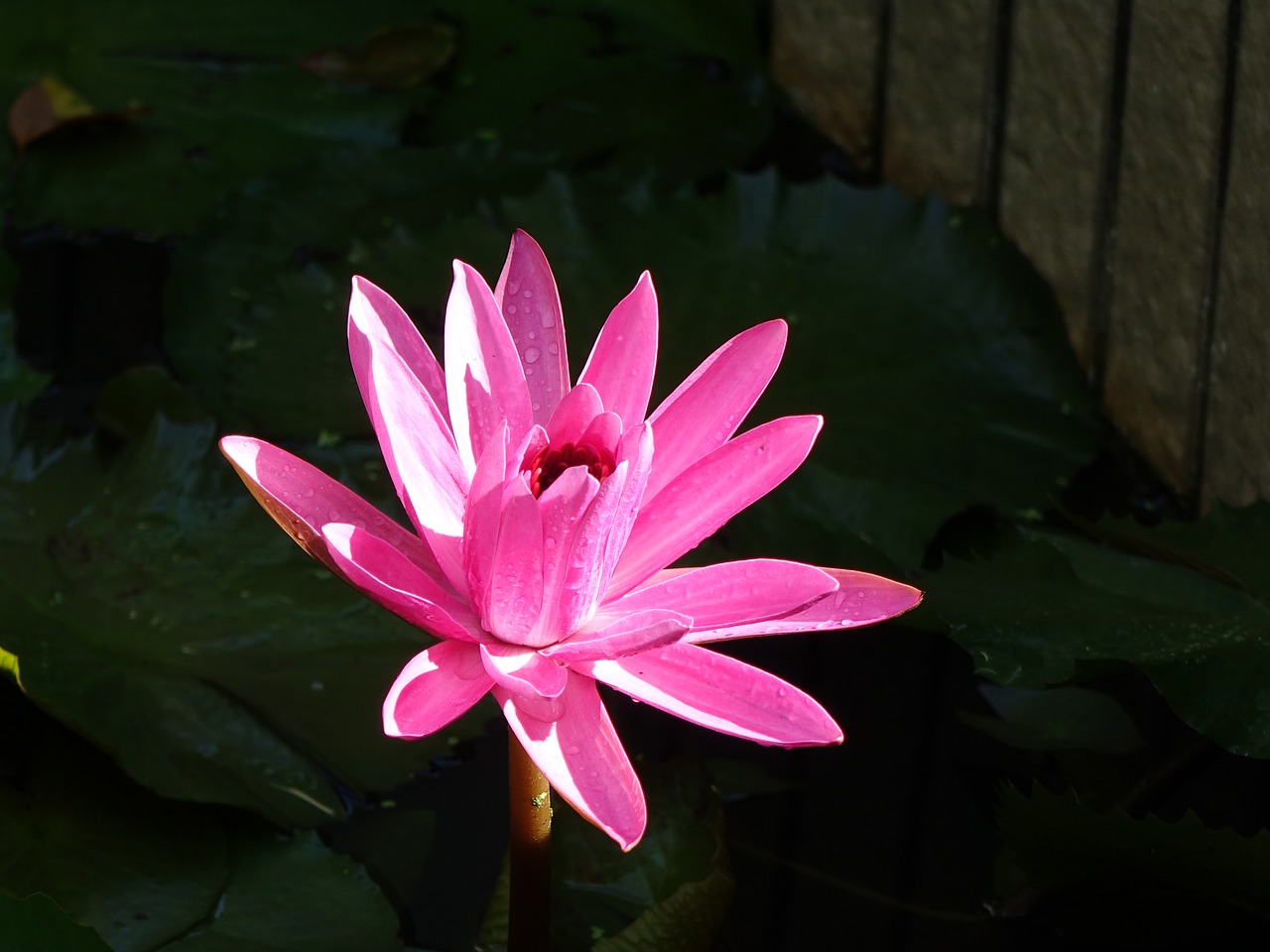 lotus early in the morning dew free photo