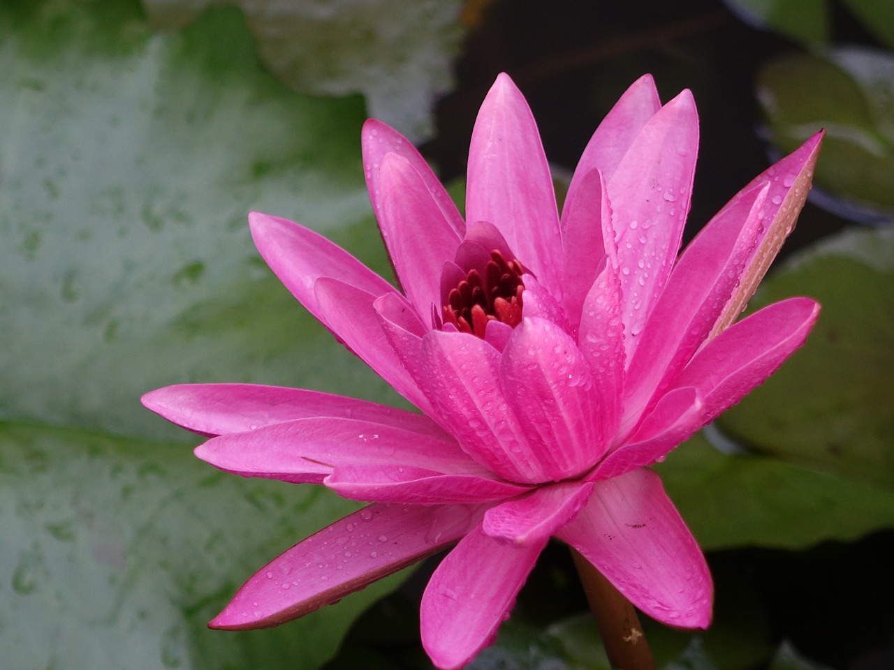 lotus early in the morning dew free photo