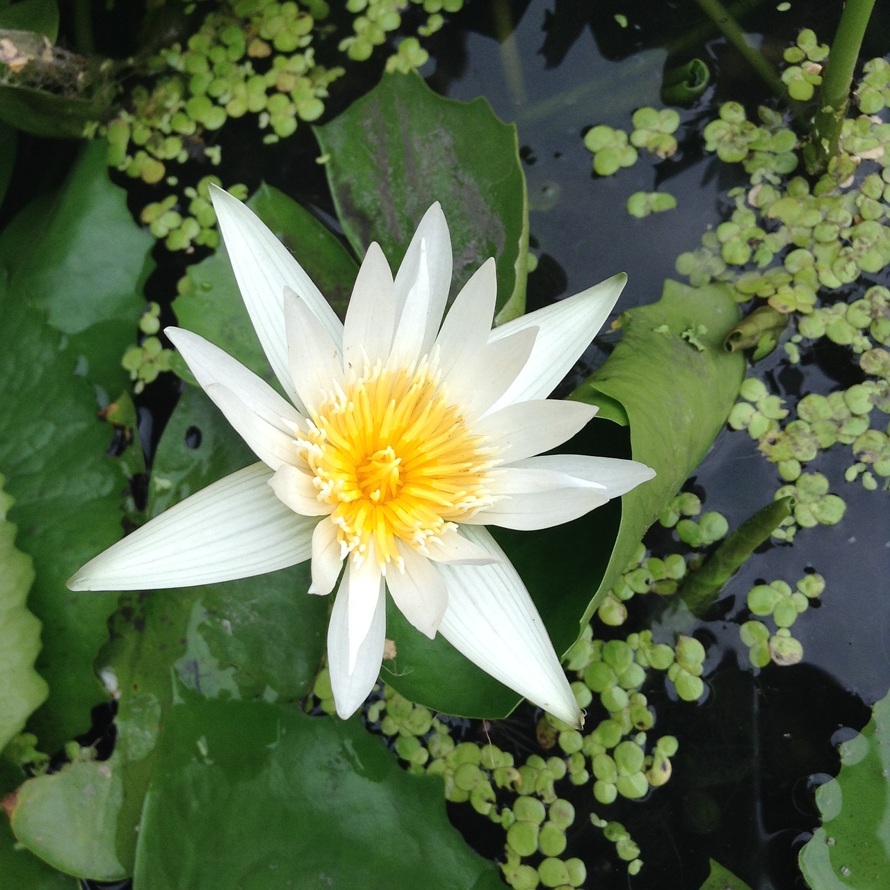 lotus white bua ban free photo