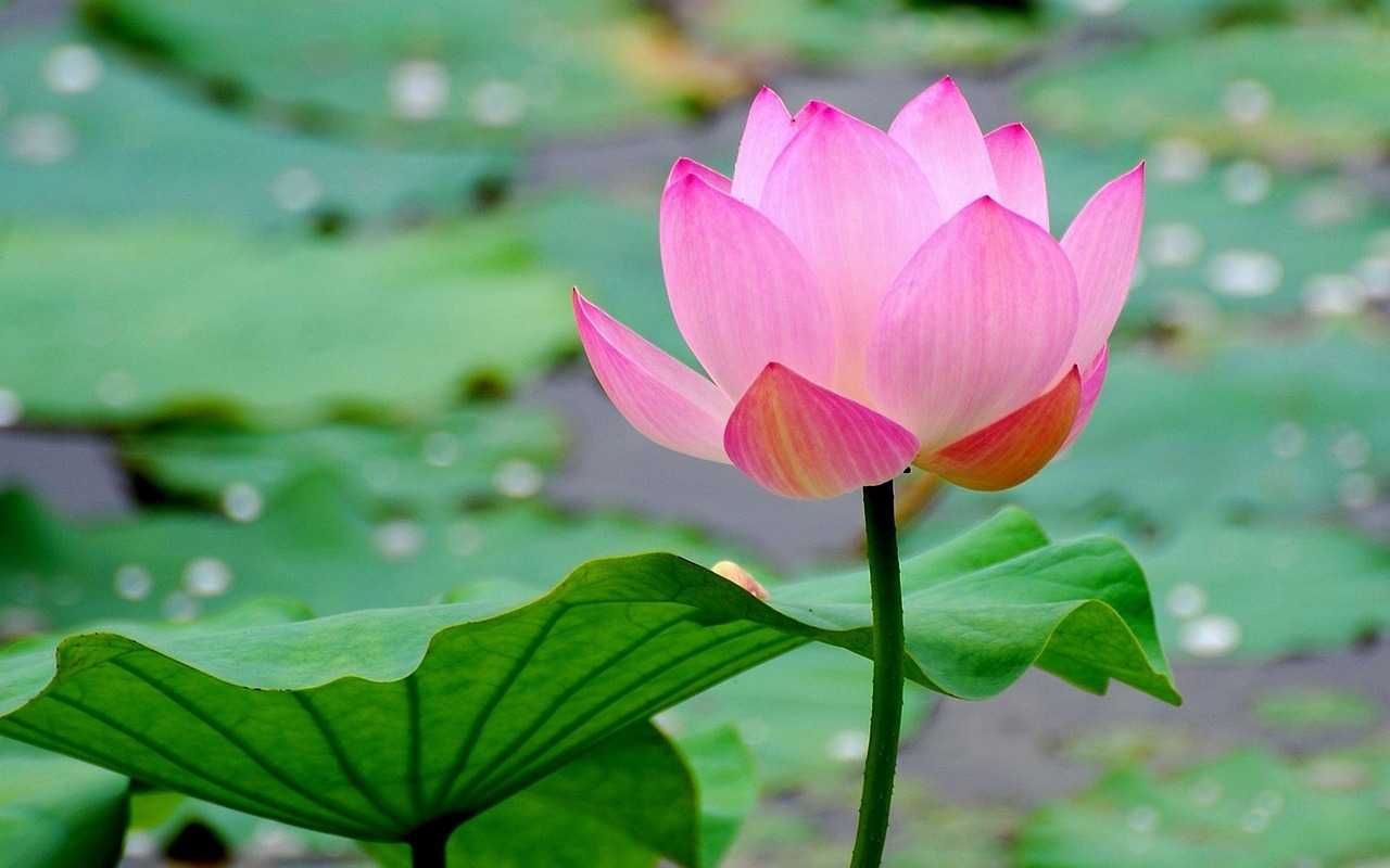 lotus summer landscape beautiful free photo