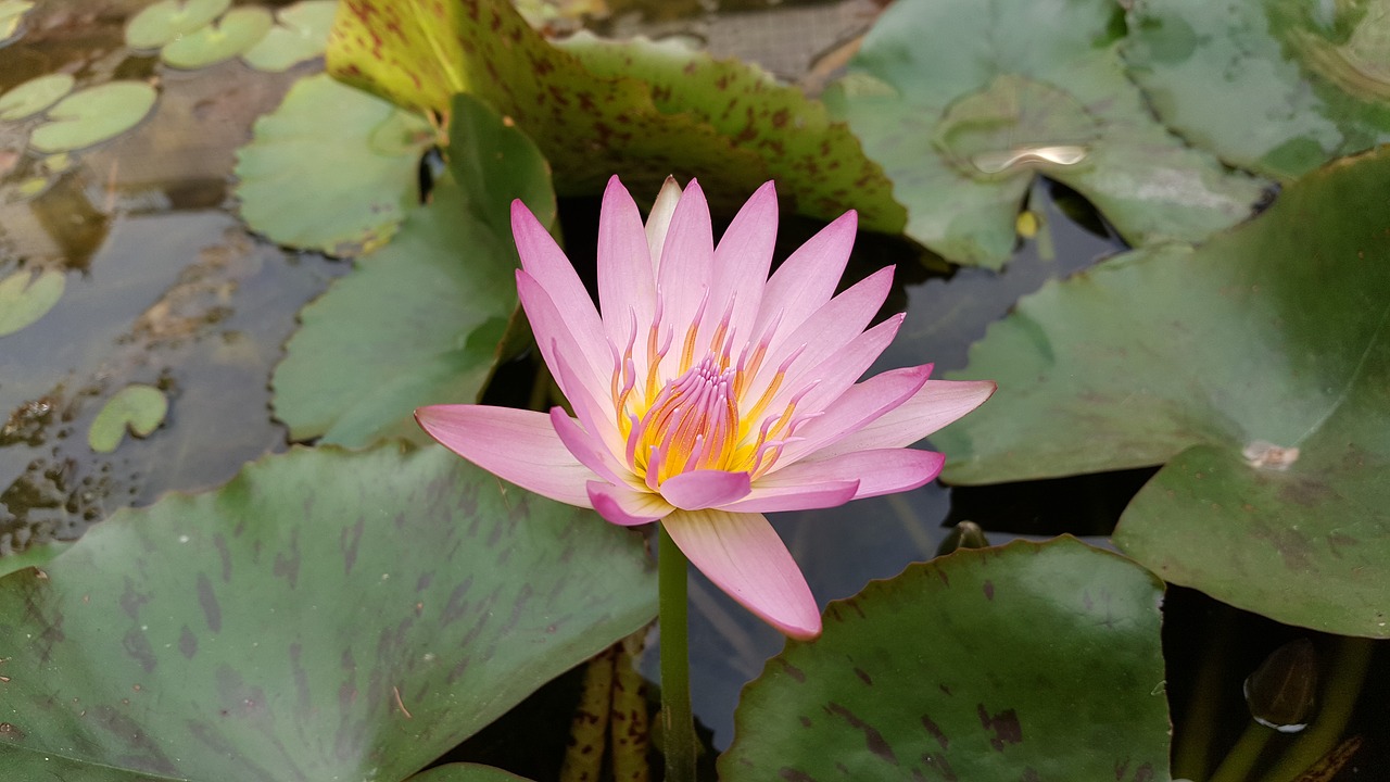 lotus pink red color 蓮 flowers pink red free photo