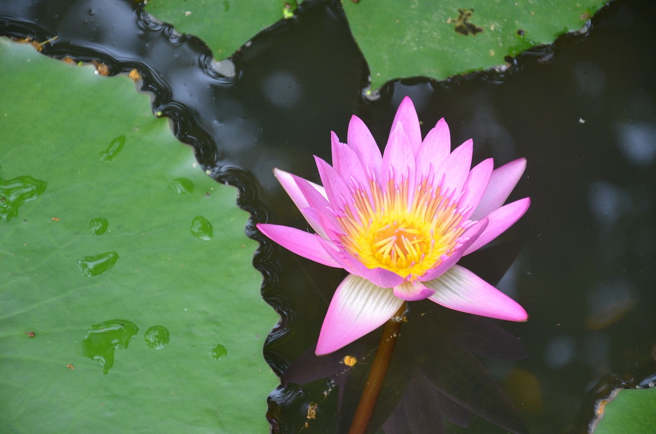 lotus hainan tropical botanical garden free photo