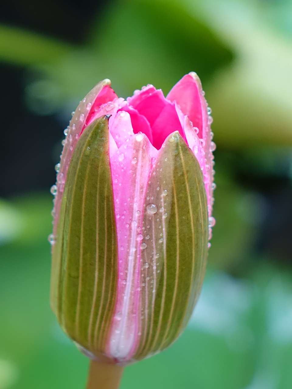 lotus pink bud free photo