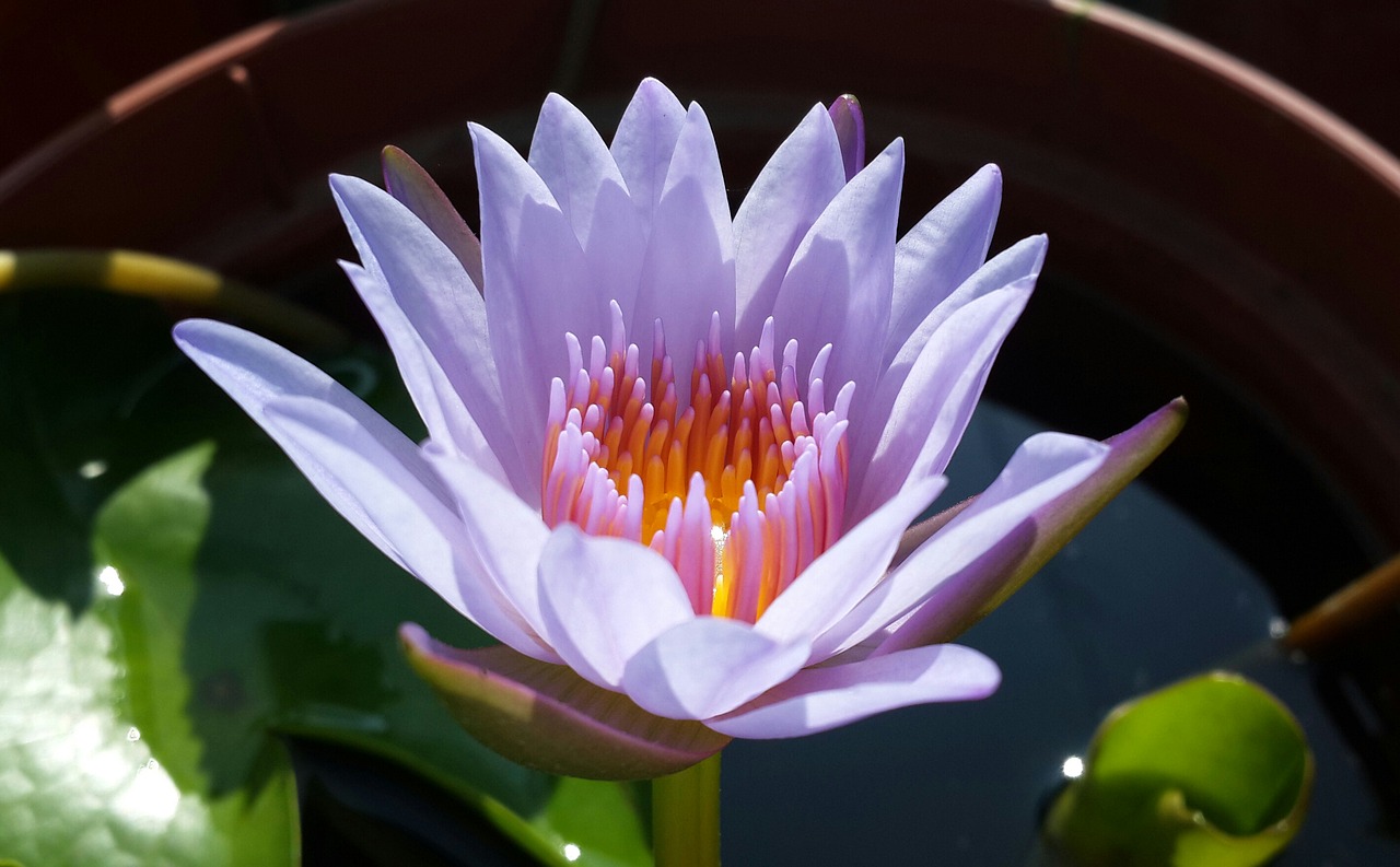 lotus purple plant free photo