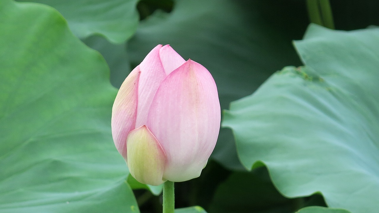 lotus natural views free photo