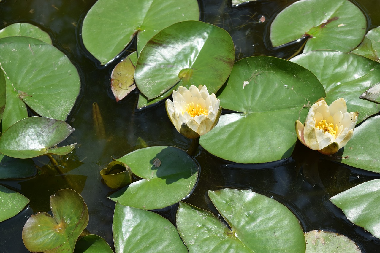 lotus kite flowers free photo