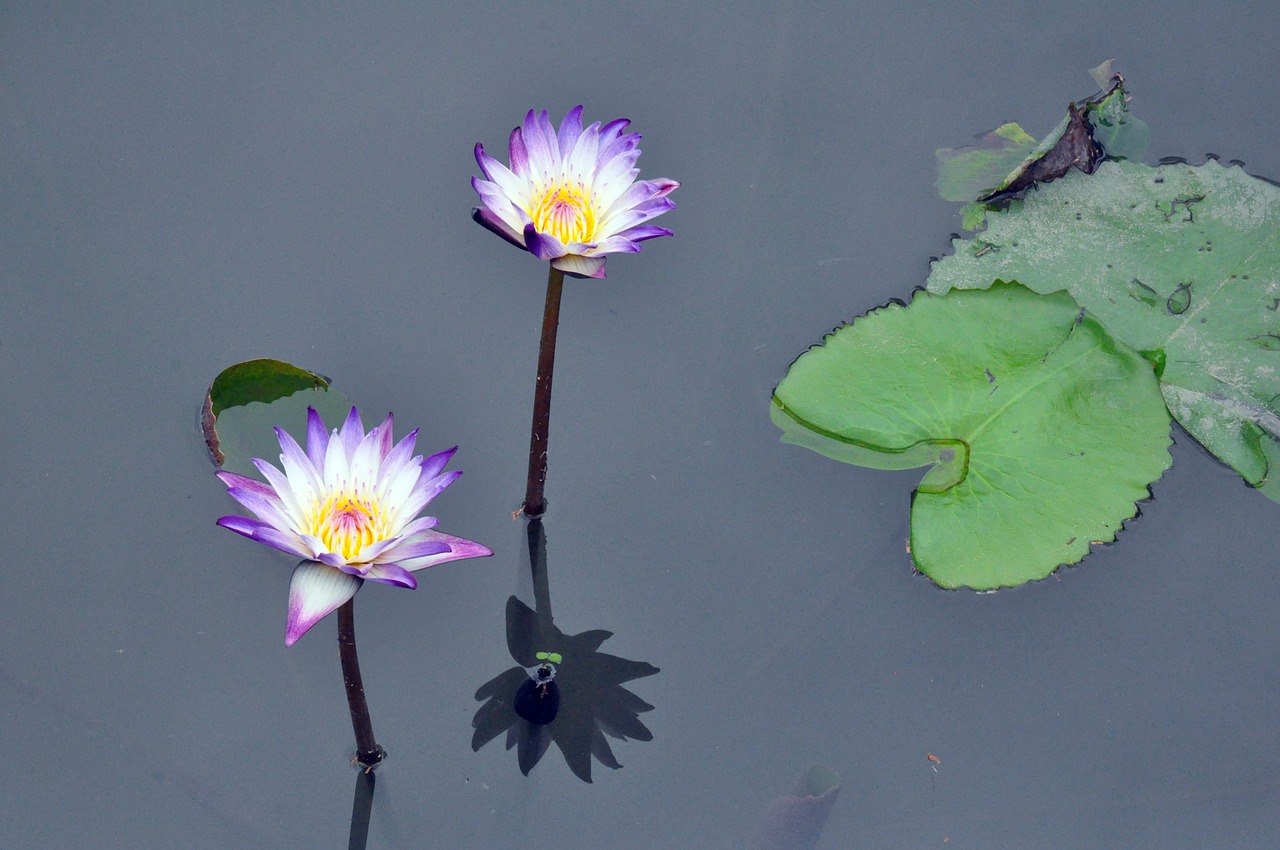 lotus water lily water free photo