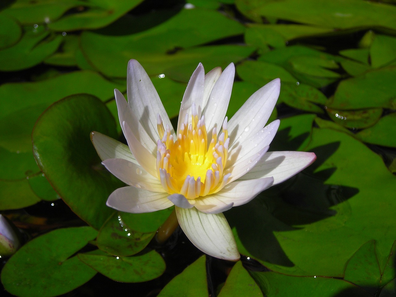 lotus nymphaea alba aquatic plants free photo