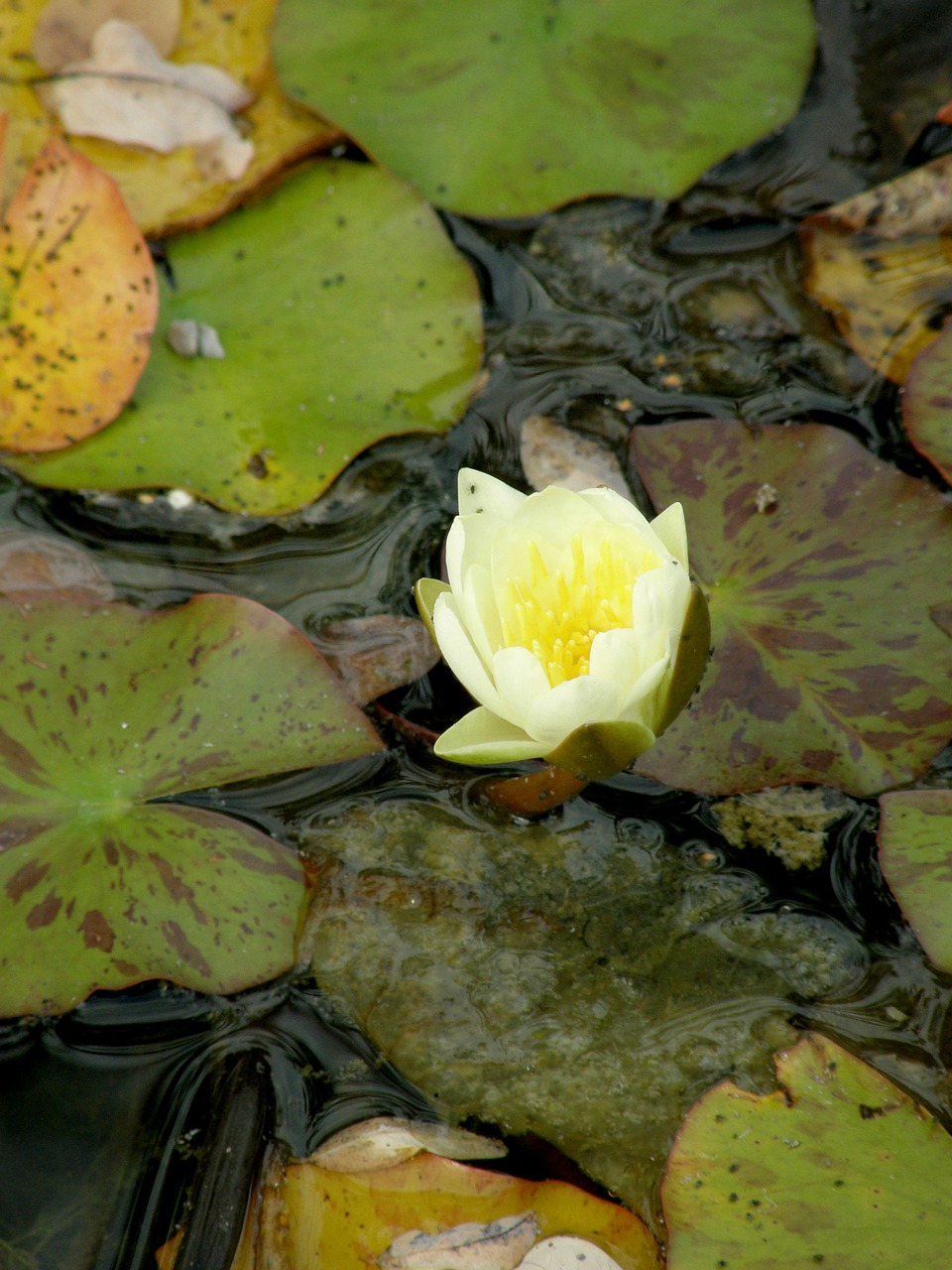 lotus water nature free photo