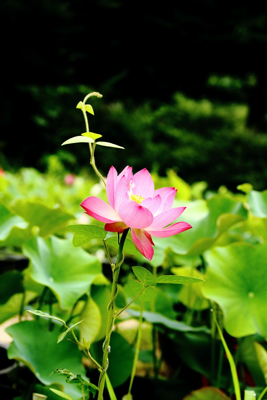 lotus daechung lotus village free photo