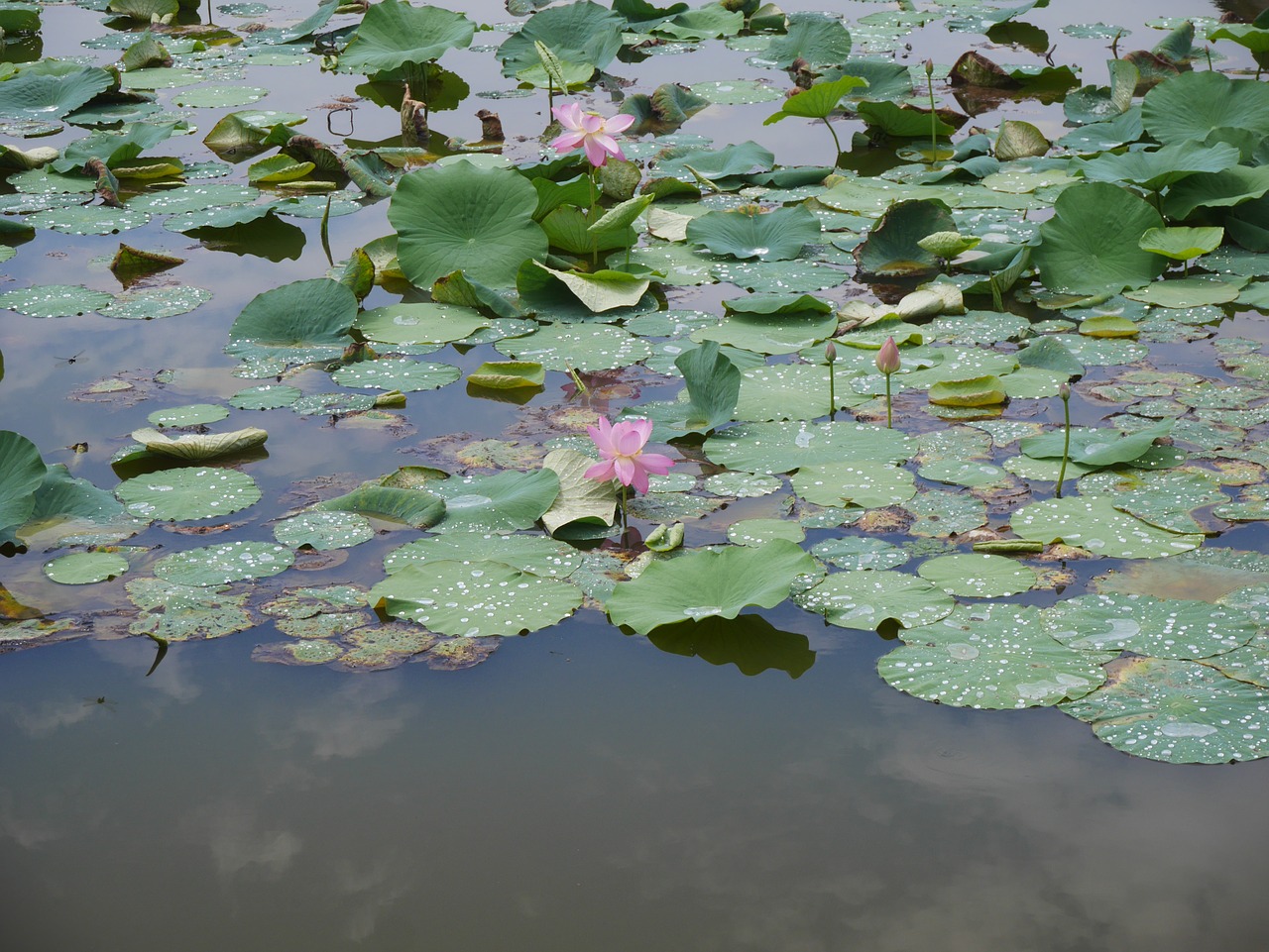 lotus pink plant free photo