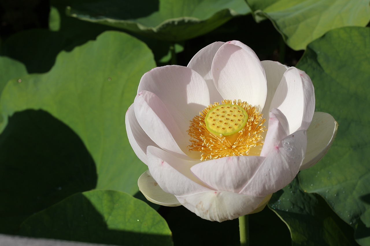 lotus flower lotusflower free photo